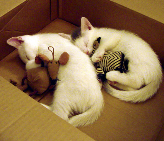 新王登基,孙兴慜导演马竞火力压制,伯纳乌之夜见证亚洲之光