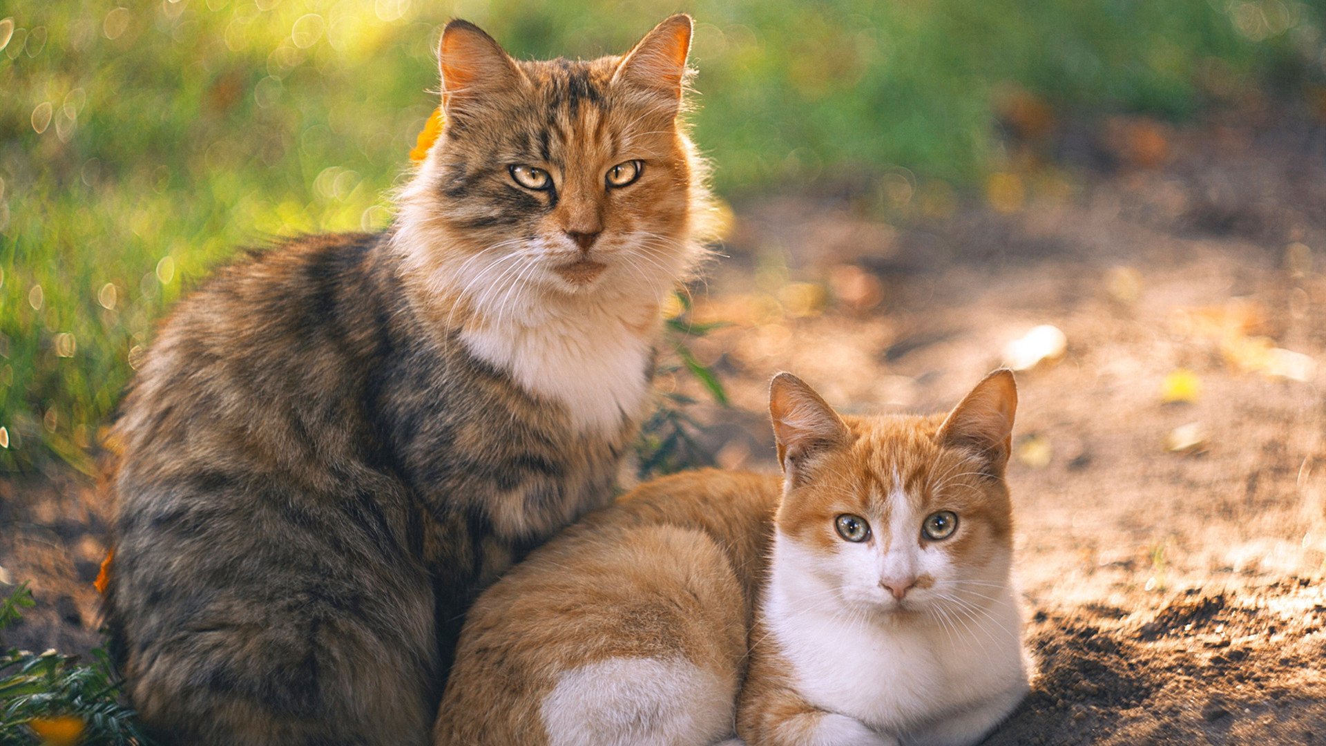 数据与胜利的辩证,当切特的统治力与广东的沉稳完美同频
