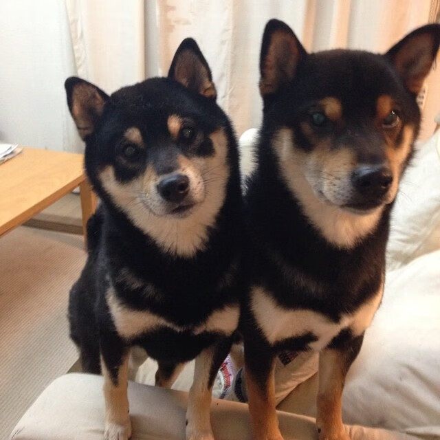 冷血刺客布伦森！猛龙苏醒的关键三分雨击溃群狼