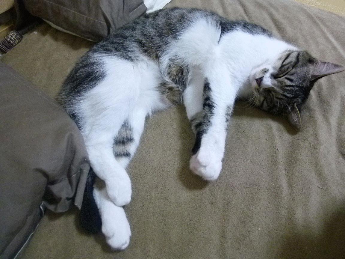 铁血的延续，哈弗茨再成丹麦梦魇，关键节点一击制胜