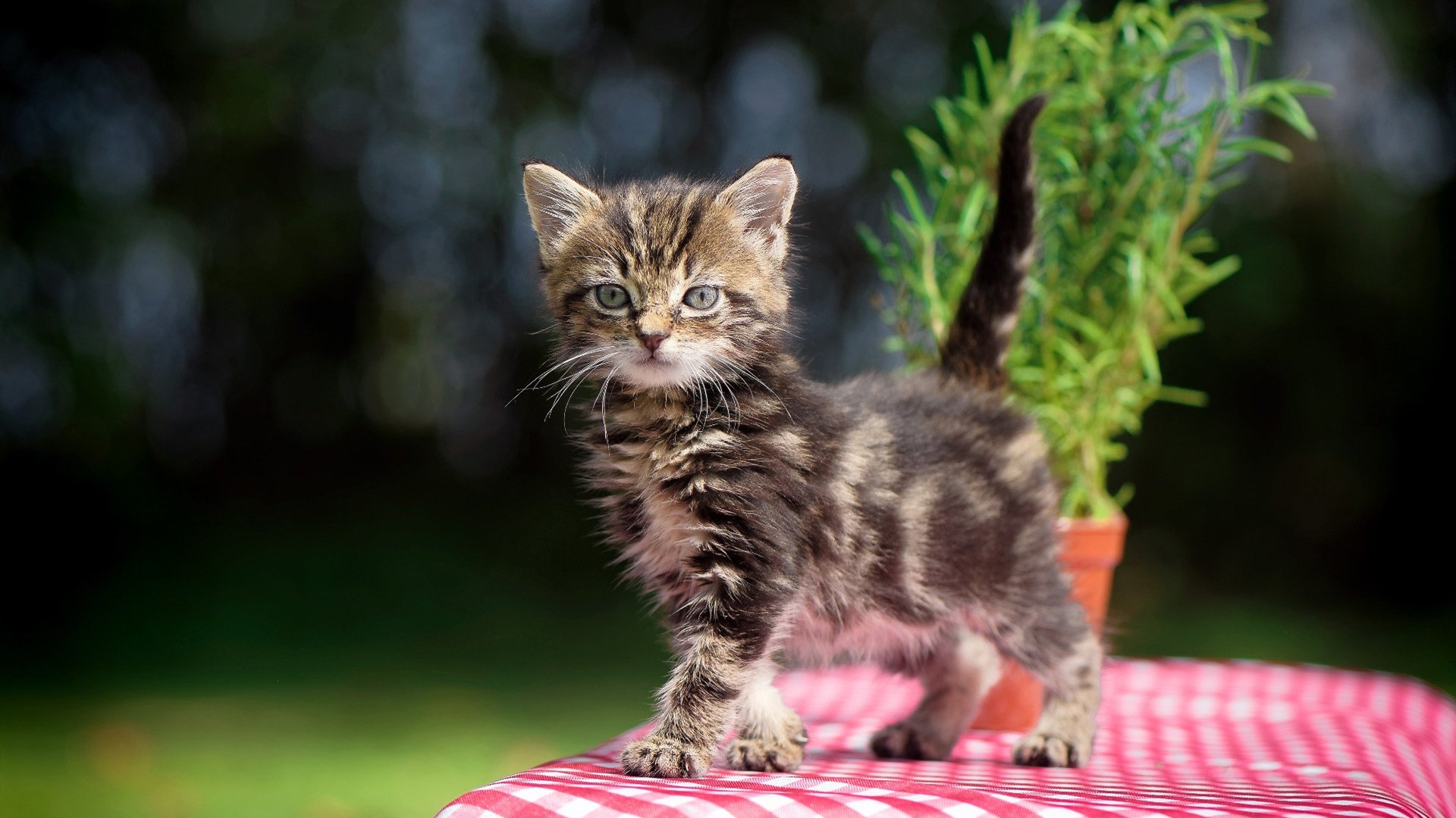 石油黑马狂胜商业红魔，罗德里如何用三记助攻颠覆巨头游戏？