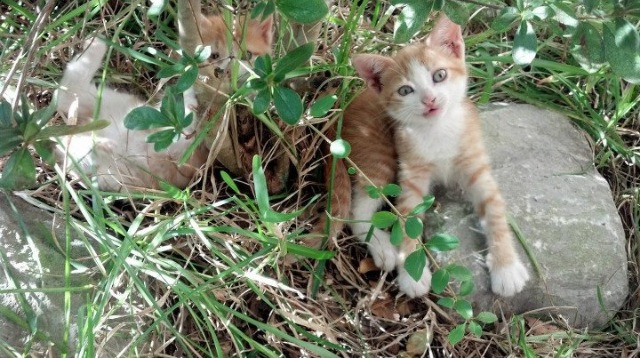 绿茵交响诗，努涅斯如何以节奏为弦，主导皇家社会对阵韩国的战术乐章