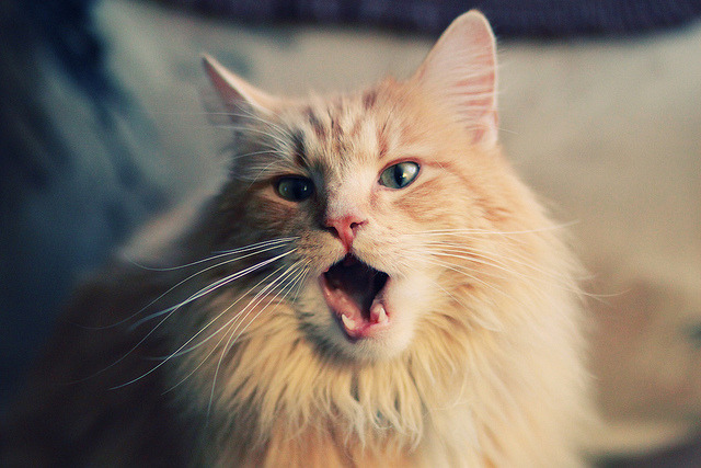 布伦森持续制造杀伤，深圳队压哨击败太阳，一场淬火成钢的胜利