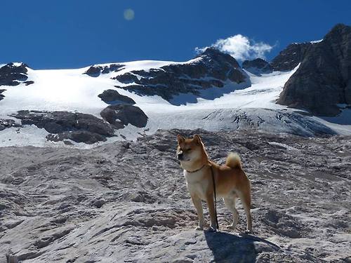 平行世界的绽放，当吉林虎啸遇见绿军铁血，福克斯的生涯之夜刻下唯一性烙印